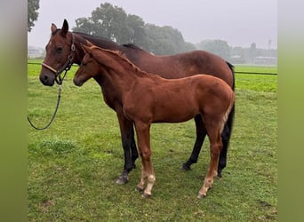 Oldenbourg, Étalon, Poulain (06/2024), Alezan