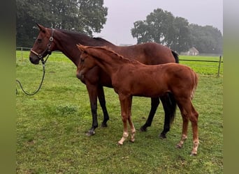 Oldenbourg, Étalon, Poulain (06/2024), Alezan