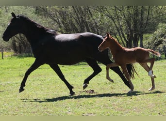 Oldenbourg, Étalon, Poulain (03/2026), Alezan
