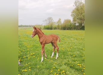 Oldenbourg, Étalon, Poulain (04/2026), Alezan