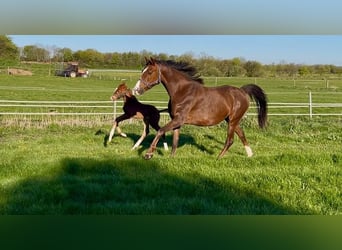 Oldenbourg, Étalon, Poulain (04/2026), Alezan