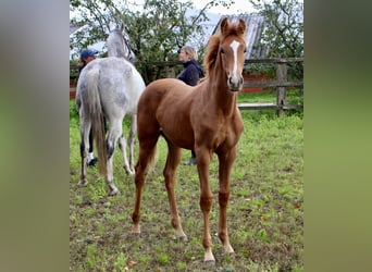 Oldenbourg, Étalon, Poulain (05/2025), Alezan