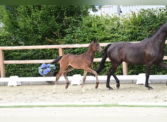 Oldenbourg, Étalon, Poulain (06/2024), Bai brun