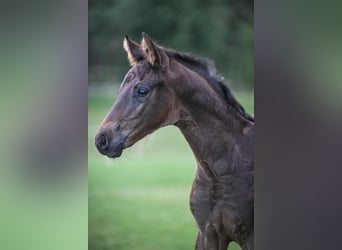 Oldenbourg, Étalon, Poulain (05/2025), Bai brun