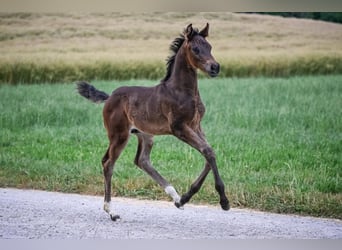 Oldenbourg, Étalon, Poulain (05/2025), Bai brun