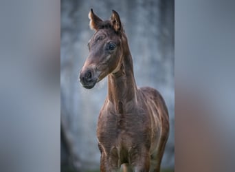 Oldenbourg, Étalon, Poulain (05/2025), Bai brun