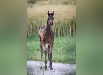 Oldenbourg, Étalon, Poulain (05/2025), Bai brun