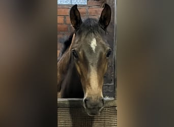 Oldenbourg, Étalon, Poulain (02/2026), Bai brun
