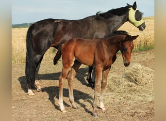 Oldenbourg, Étalon, , Bai brun