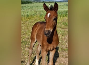 Oldenbourg, Étalon, Poulain (05/2024), Bai brun