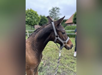 Oldenbourg, Étalon, Poulain (04/2024), Bai brun