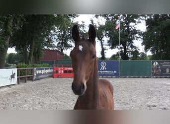 Oldenbourg, Étalon, Poulain (04/2023), Bai brun