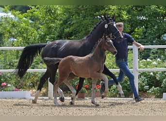 Oldenbourg, Étalon, Poulain (04/2024), Bai brun