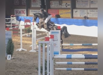 Oldenbourg, Étalon, Poulain (05/2023), Bai brun