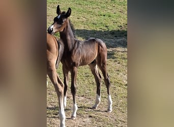 Oldenbourg, Étalon, Poulain (06/2024), Bai brun foncé