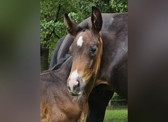 Oldenbourg, Étalon, Poulain (06/2024), Bai brun foncé