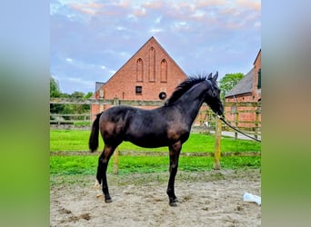 Oldenbourg, Étalon, Poulain (05/2025), Bai brun foncé