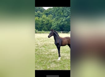 Oldenbourg, Étalon, Poulain (04/2025), Bai brun foncé