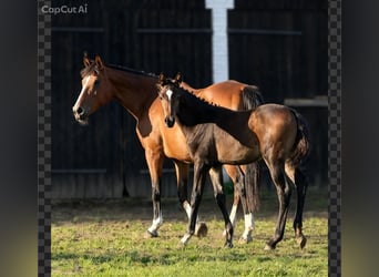 Oldenbourg, Étalon, Poulain (04/2026), Bai cerise