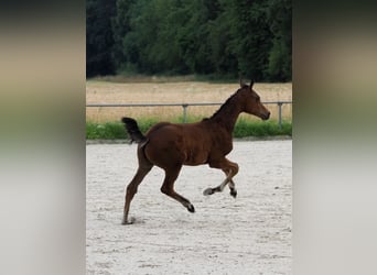 Oldenbourg, Étalon, Poulain (02/2026), Bai