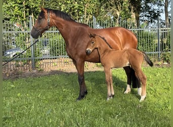 Oldenbourg, Étalon, Poulain (05/2026), Bai