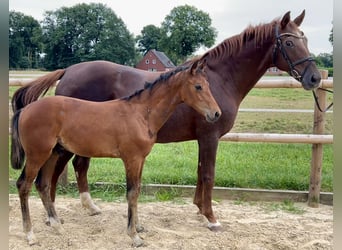 Oldenbourg, Étalon, Poulain (03/2025), Bai