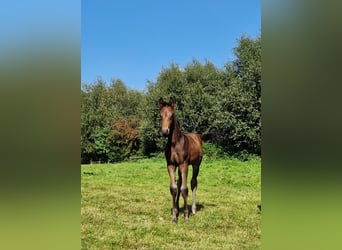 Oldenbourg, Étalon, Poulain (06/2023), Bai