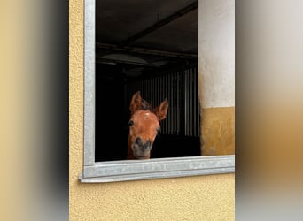 Oldenbourg, Étalon, Poulain (04/2024), Bai