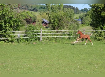 Oldenbourg, Étalon, , Bai