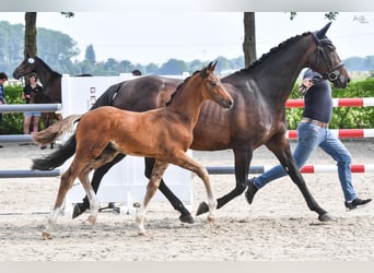 Oldenbourg, Étalon, Poulain (04/2024), Bai