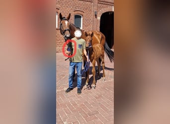 Oldenbourg, Étalon, Poulain (05/2025), Bai Oldenbourg, Étalon, Poulain (05/2025), Bai