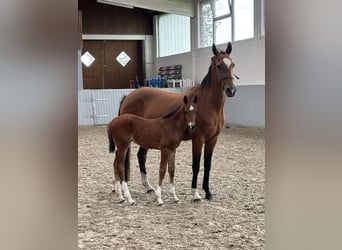 Oldenbourg Croisé, Étalon, Poulain (03/2026), Bai