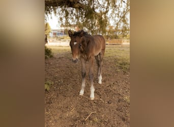 Oldenbourg, Étalon, Poulain (04/2026), Bai