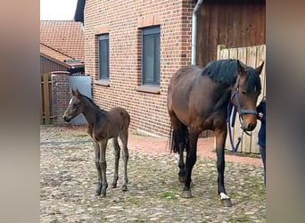 Oldenbourg, Étalon, Poulain (04/2024), Bai