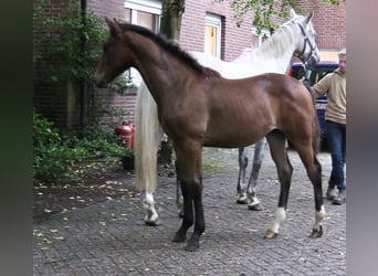 Oldenbourg, Étalon, Poulain (03/2025), Bai