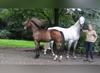 Oldenbourg, Étalon, Poulain (03/2025), Bai