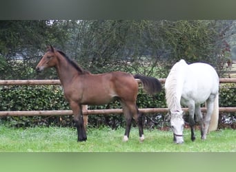 Oldenbourg, Étalon, Poulain (03/2025), Bai