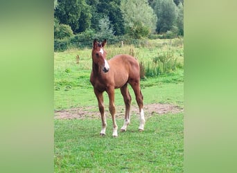 Oldenbourg, Étalon, Poulain (05/2026), Bai