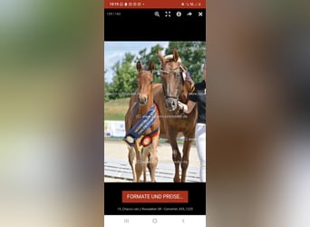 Oldenbourg, Étalon, Poulain (05/2025), Bai