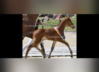 Oldenbourg, Étalon, Poulain (05/2025), Bai