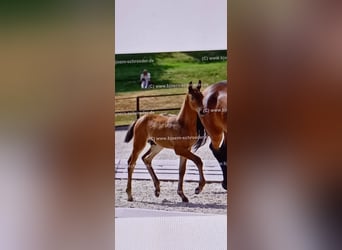 Oldenbourg, Étalon, Poulain (04/2025), Bai