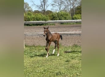Oldenbourg, Étalon, Poulain (04/2026), Bai