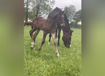 Oldenbourg, Étalon, Poulain (04/2026), Bai