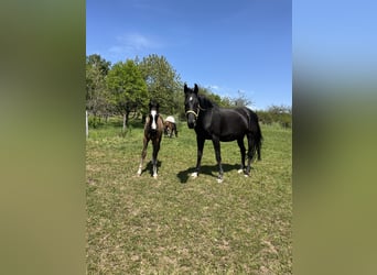 Oldenbourg, Étalon, 
