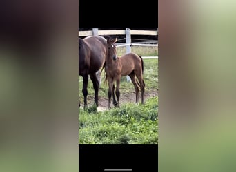 Oldenbourg, Étalon, Poulain (06/2023)