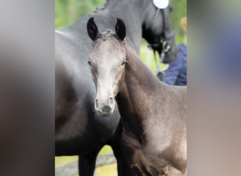 Oldenbourg, Étalon, , Noir