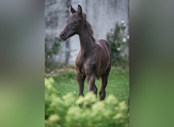 Oldenbourg, Étalon, Poulain (05/2025), Noir