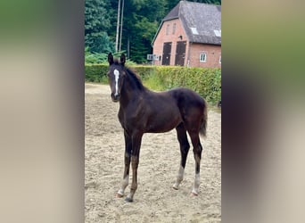 Oldenbourg, Étalon, Poulain (05/2025), Noir