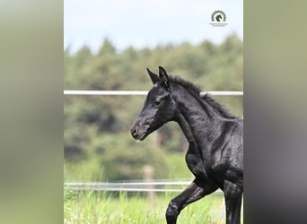 Oldenbourg, Étalon, Poulain (05/2026), Noir