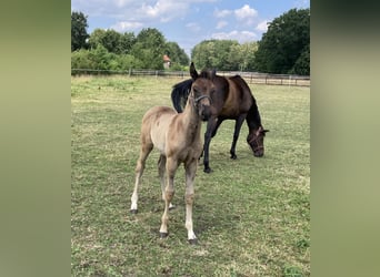 Oldenbourg, Étalon, Poulain (05/2026), Noir
